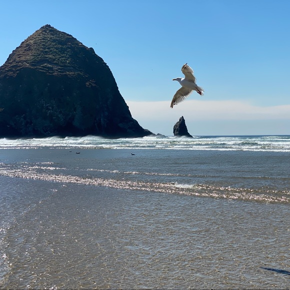 Meet your Posher, Chandni - Picture 1 of 1